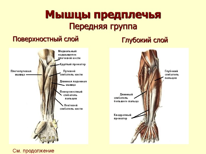 Мышцы предплечья Передняя группа Поверхностный слой       Глубокий слой